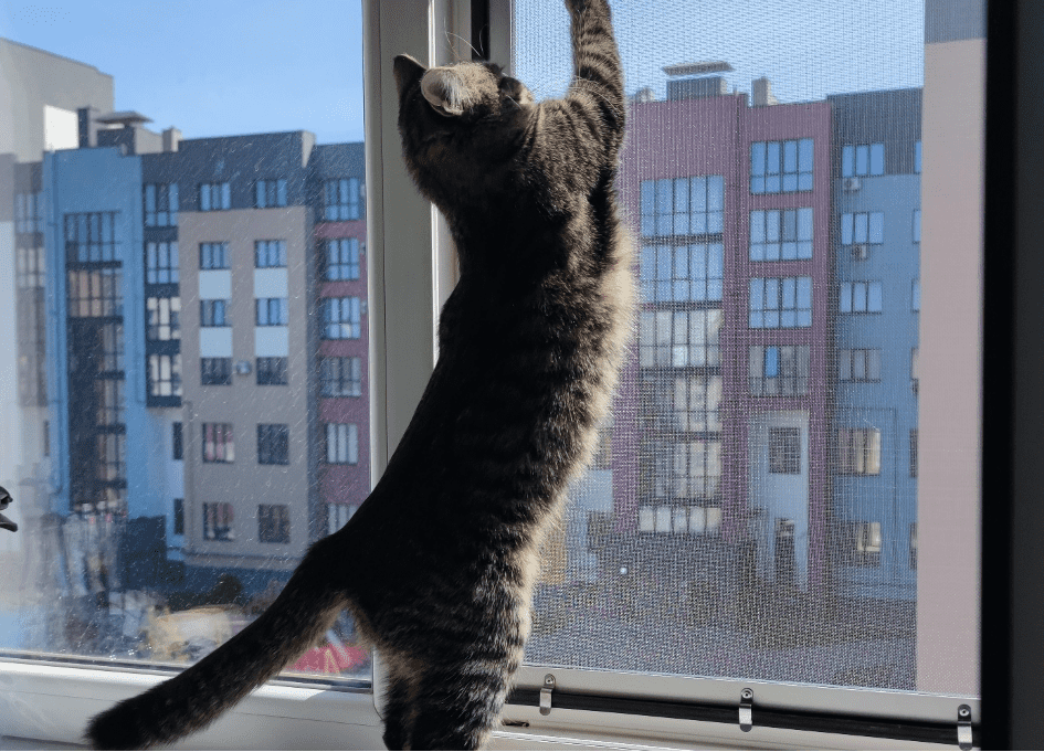Kočka v bytě prozkoumává síť proti hmyzu | Okno-expert.cz